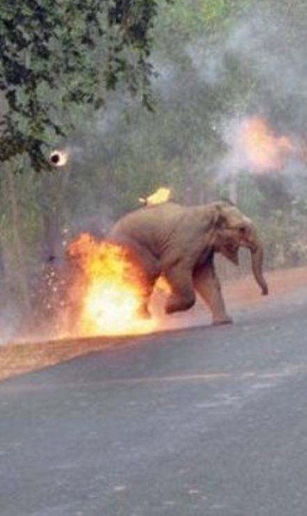 ''DATI ALLE FIAMME, URLAVANO'' LA FOTO STA FACENDO IL GIRO DEL MONDO E RACCONTA LA CRUDELTA' DEGLI ESSERE UMANI - 12/11/2017