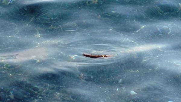 ''ONDA ANOMALA DI FECI'' IN MARE ITALIANO: E' ACCADUTO SOTTO GLI OCCHI SCONCERTATI DEI BAGNANTI, POI IL FUGGI FUGGI GENERALE - 02/08/2017