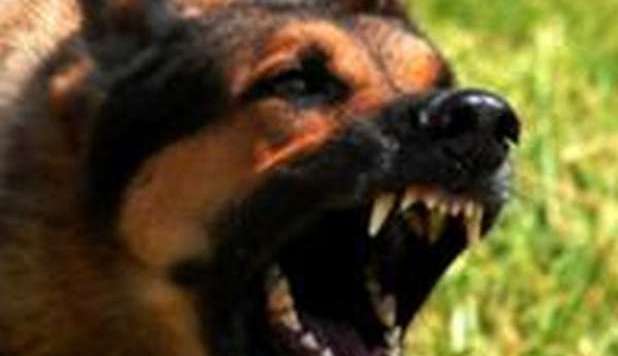 GRAVISSIMO BIMBO DI 8 ANNI: AGGREDITO DAL CANE DI FAMIGLIA - 12/11/2012