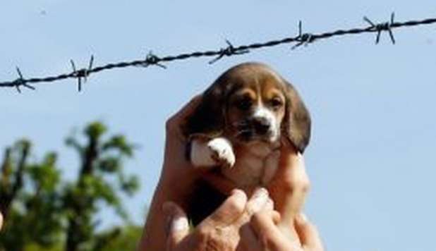 LA FORESTALE SEQUESTRA 'GREEN HILL', ALLEVAMENTO DI BEAGLE PER LA VIVISEZIONE - 18/07/2012