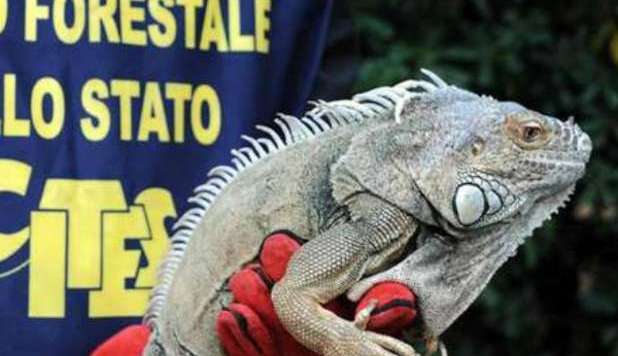 ROMA, IGUANA DI UN METRO E MEZZO ABBANDONATA A VILLA BORGHESE - FOTO - 10/10/2012