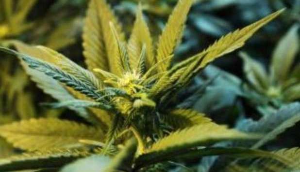 IN DIVERSI STATI, MARIJUANA LEGALE: LO STATO LA VENDERÀ, MA SI POTRÀ PIANTARE - 13/11/2012