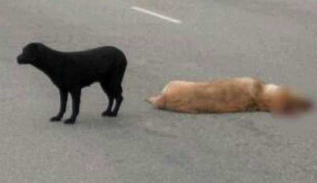 ANIMALI INVESTITI IN STRADA, ARRIVA L'OBBLIGO DI SOCCORSO - 14/12/2012