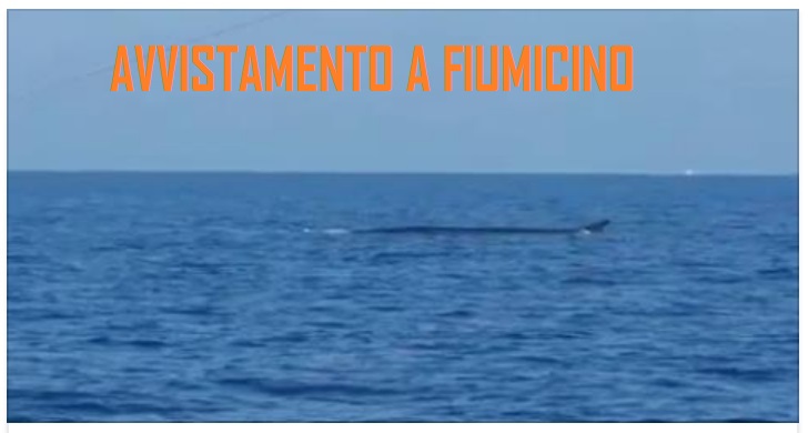 L'AVVISTAMENTO A LARGO DI FIUMICINO: E' SPUNTATO IMPROVVISAMENTE DALLE ACQUE - VIDEO - 01/11/2017