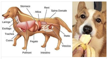 ECCO I 19 ALIMENTI PIU' SANI DA DARE AL TUO CANE E QUALI DEVI ASSOLUTAMENTE EVITARE - 23/11/2017