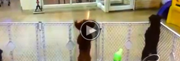 IL CANE RIVEDE LA SUA PADRONA, LA SUA REAZIONE E' MOLTO DIVERTENTE - VIDEO - 18/02/2015