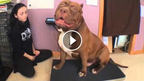 HULK: E' IL PITBULL PIU' GRANDE DEL MONDO - VIDEO - 29/04/2015