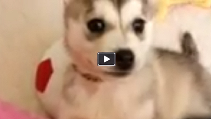 IL CUCCIOLO DI HUSKY CONQUISTA IL WEB - VIDEO - 13/06/2015