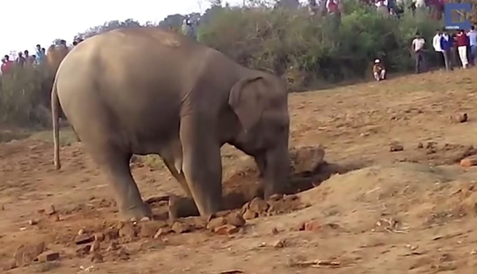 CUCCIOLO DI ELEFANTE CADE IN UN POZZO, IL SALVATAGGIO DELLA MAMMA - VIDEO - 14/06/2015