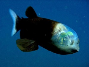 Meraviglie della natura, Barrel il pesce dalla testa trasparente [video] - 16/09/2012