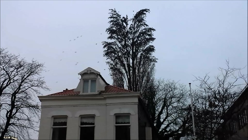 SEMBRA UN ALBERO COLMO DI UCCELLI MA QUELLO CHE ACCADE VI LASCERA' SENZA PAROLE - VIDEO - 21/01/2015