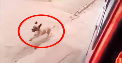 IL PADRONE SI SENTE MALE E VA VIA SUL'AMBULANZA, IL CANE HA UNA REAZIONE COMMOVENTE - VIDEO - 20/02/2015