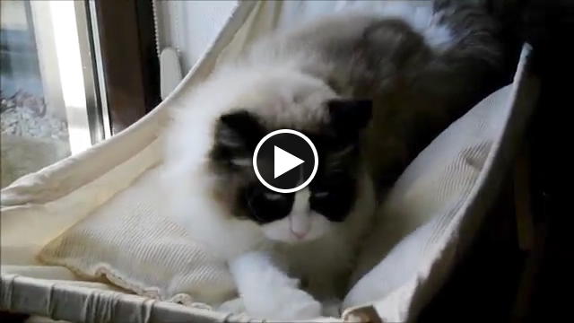 REGALANO UN'AMACA AL GATTO, LA SUA REAZIONE E' DIVERTENTISSIMA - VIDEO - 22/05/2015