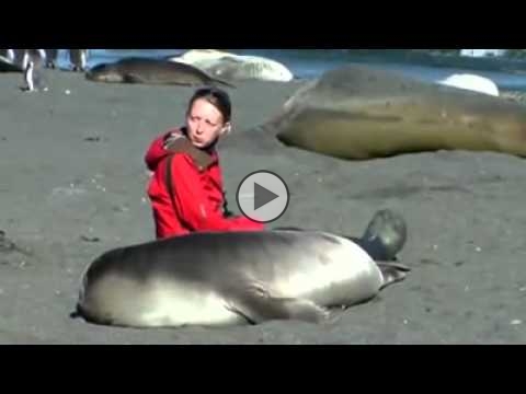 E' INCREDIBILE QUELLO CHE UN ELEFANTE MARINO PUO' FARE AD UN ESSERE UMANO - VIDEO - 02/10/2014