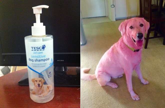 ''COL VOSTRO SHAMPOO IL MIO CANE È DIVENTATO ROSA'': SI LAMENTA SU TWITTER, MA IN REALTÀ... - 27/02/2015