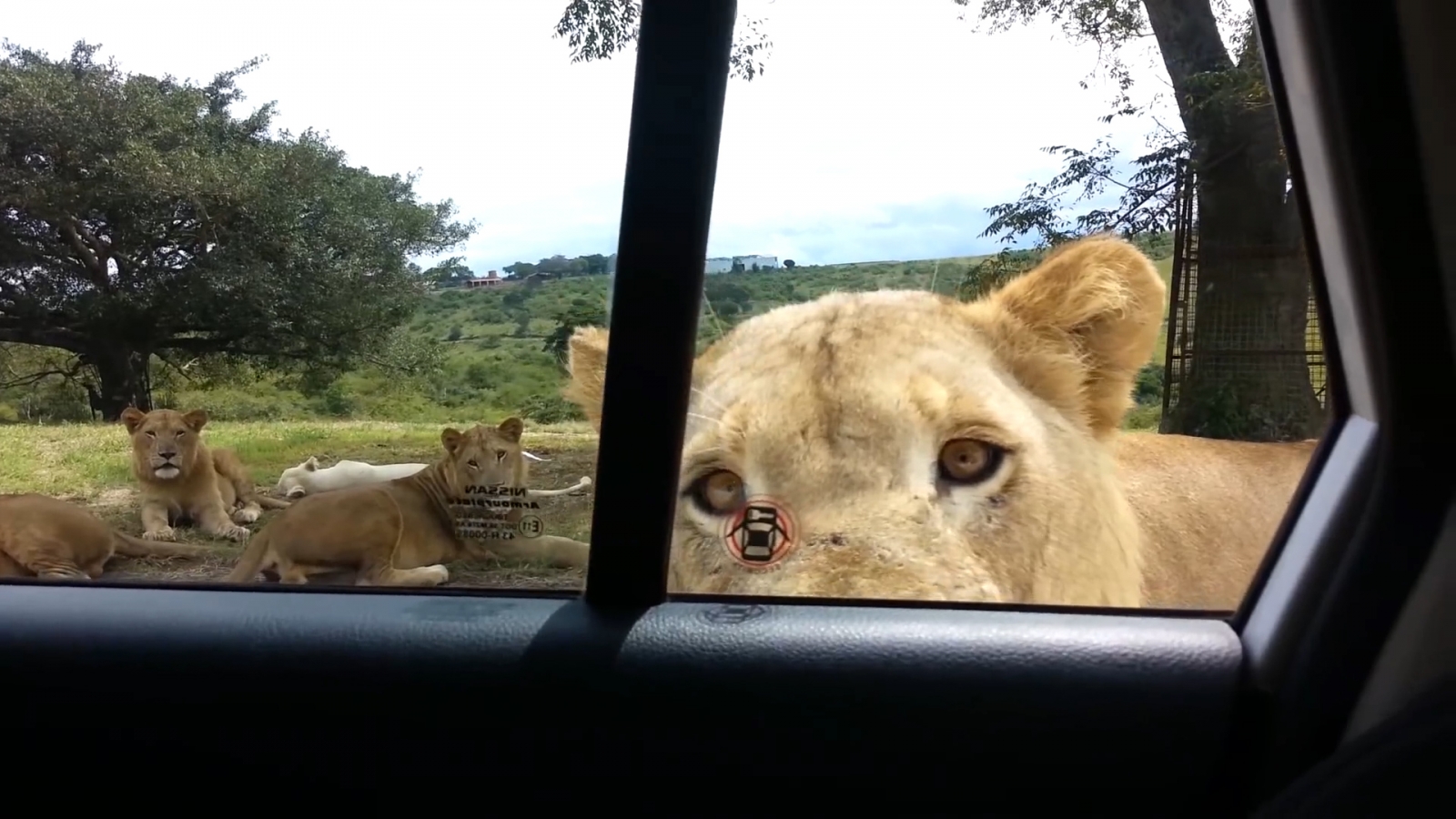 PARTECIPANO AD UN SAFARI MA AVVIENE QUALCOSA DI IMPREVISTO - VIDEO - 07/05/2015