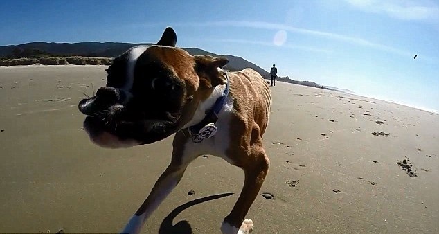 CAGNOLINO CHE CON SOLO DUE ZAMPE DIMOSTRA UNA STRAORDINARIA VOGLIA DI VIVERE - VIDEO EMOZIONANTE - 10/04/2014