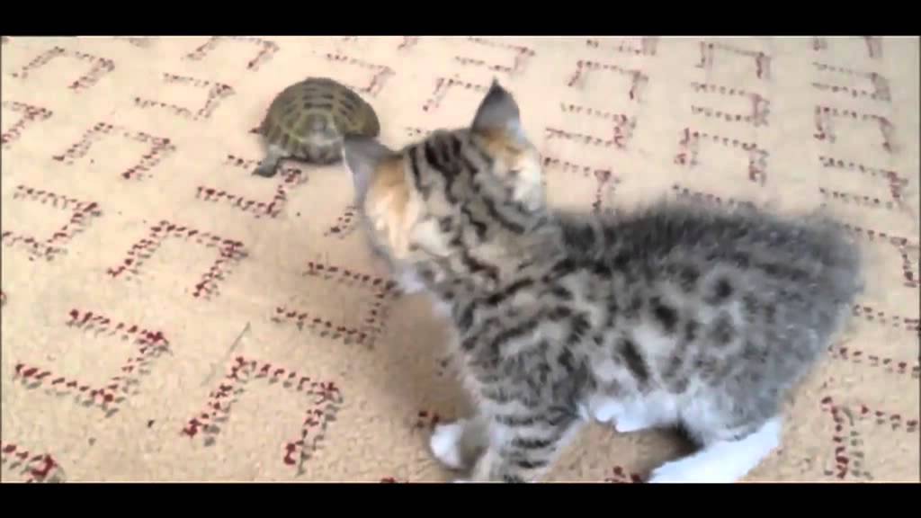 ARRIVA UNA TARTARUGA IN CASA, IL GATTO HA UNA REAZIONE INCREDIBILE - VIDEO - 08/06/2015