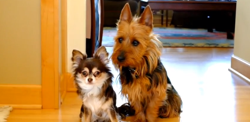 IL PADRONE CHIEDE CHI E' RESPONSABILE DEL DANNO, ECCO COSA FA IL CANE DI DESTRA - VIDEO - 07/07/2015