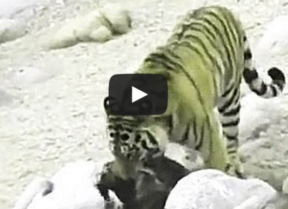 TIGRE SIBERIANA ATTACCA UN ORSO BRUNO - VIDEO SHOCK - 19/06/2015