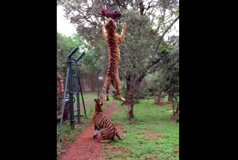 IL SALTO DELLA TIGRE IN SLOW MOTION VI LASCERA' SENZA PAROLE - VIDEO - 25/02/2015