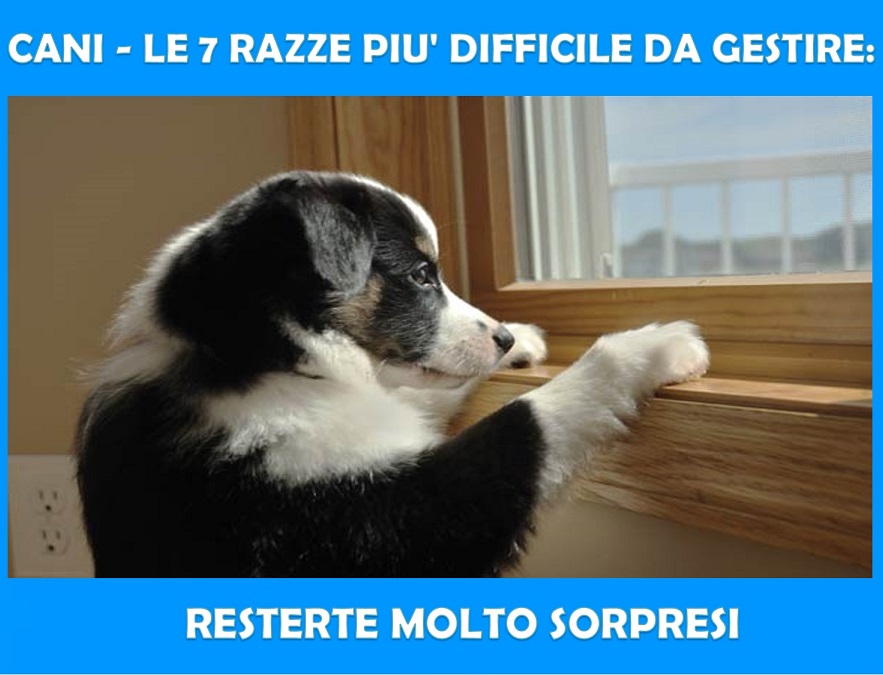 CANI - LE 7 RAZZE PIU' DIFFICILE DA GESTIRE: RESTERTE MOLTO SORPRESI - 04/12/2017