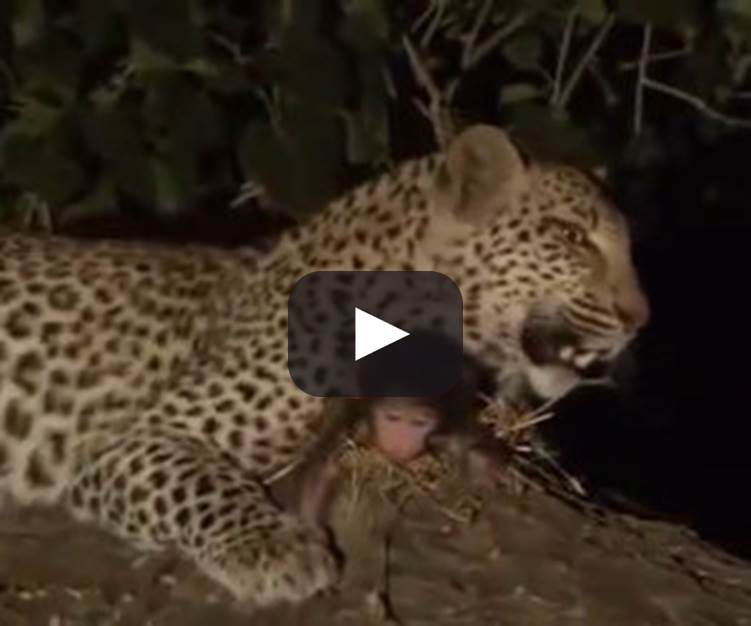 IL LEOPARDO CHE SI COMMUOVE DAVANTI LA PREDA - IL VIDEO CHE COMMUOVE IL WEB - 29/12/2013