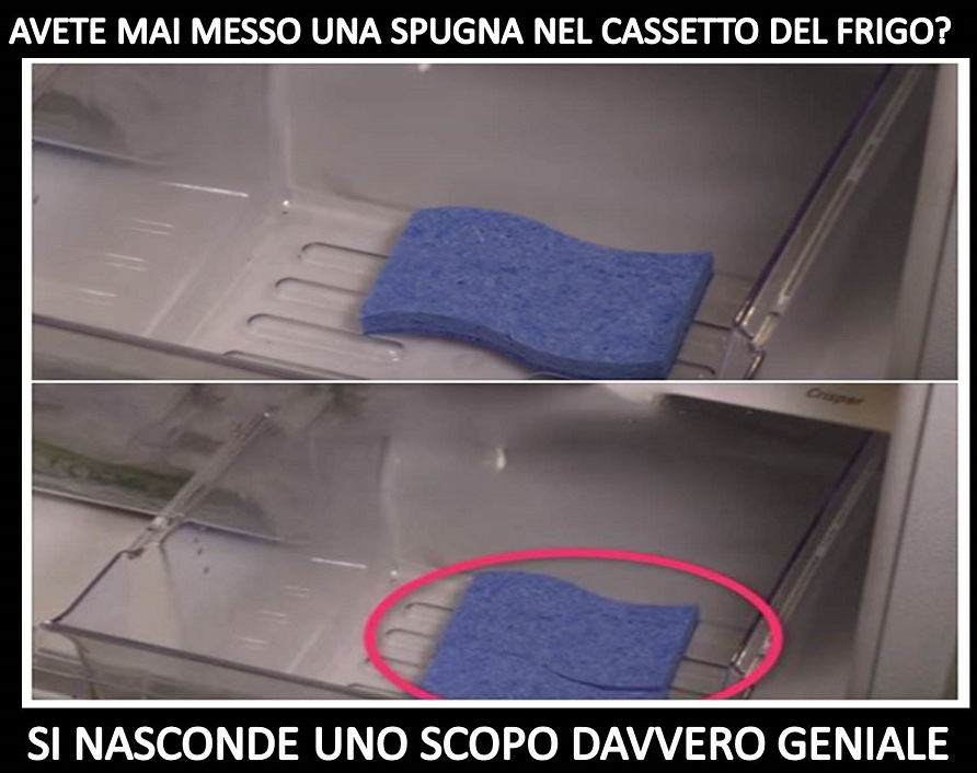 AVETE MAI MESSO UNA SPUGNA NEL CASSETTO DEL FRIGO? QUESTO GESTO BANALE NASCONDE UNO SCOPO DAVVERO GENIALE - 11/12/2017