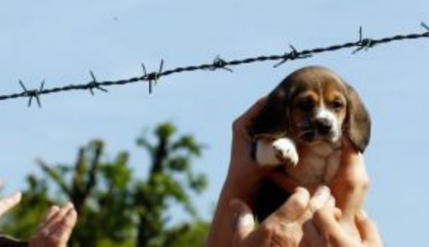 Orrore a Green Hill, 100 beagle nel congelatore - 20/07/2012