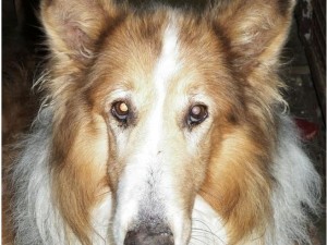 Il cane scomparso a Natale torna a casa dopo 9 anni - 23/12/2012